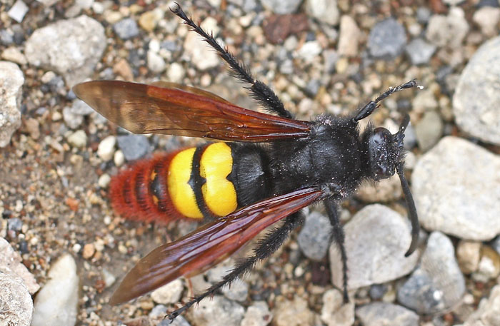 Mammoth Wasp: Megascolia maculata maculata, Scoliidae